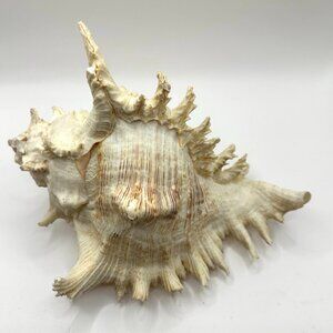 Chicoreus Ramosus Shell Vintage 9 1/2 " long